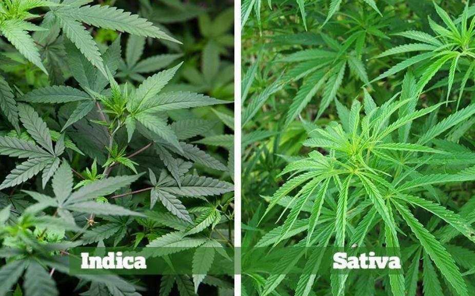 Indica vs Sativa high comparison