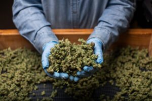 Cannabis explained for newbies